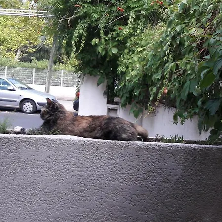 Les Troenes Μονπελιέ